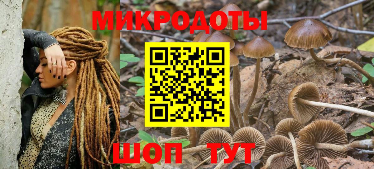 Псилоцибиновые грибы Psilocybine cubensis Братск